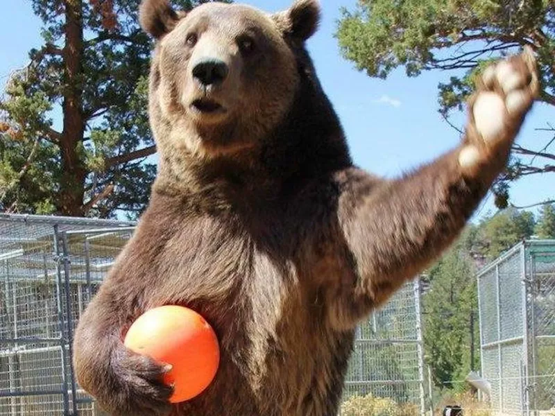 Rocky the Bear