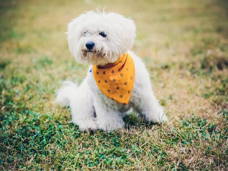 Bichon frise