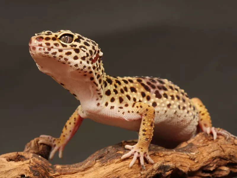 Leopard Gecko