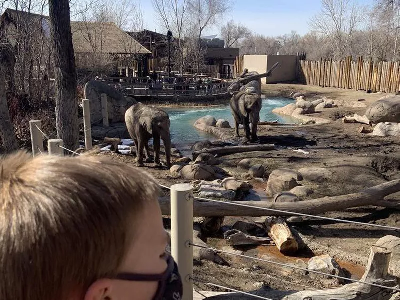Elephants at Hogle Zoo