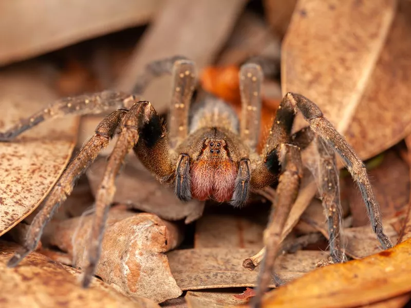 Brazilian wandering spider