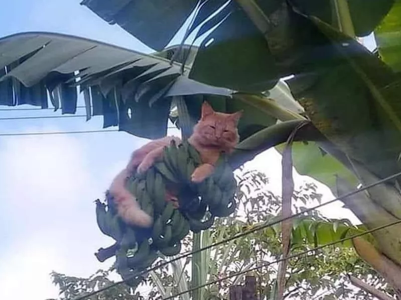 Cat sleeping in a banana tree