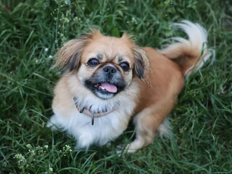 Pekingese