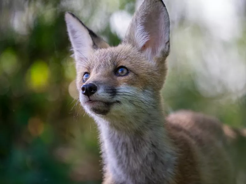 Fox cub