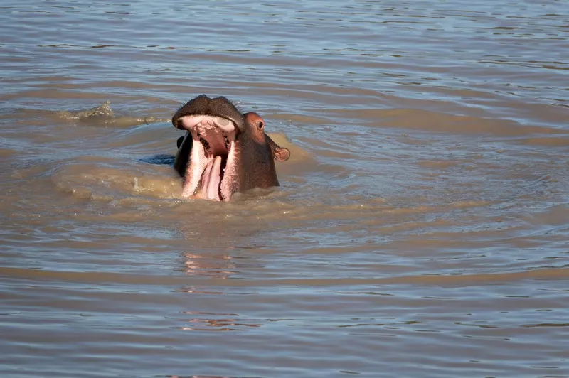 Young hippo yawning, Matopos National Park,Zimbabwe