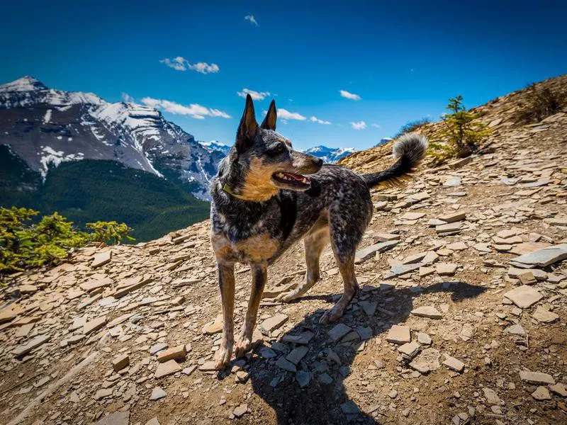 Australian cattle dog