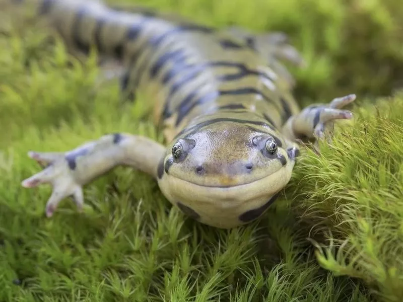 salamander