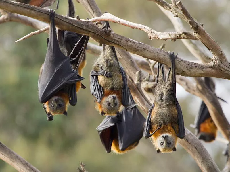 bats
