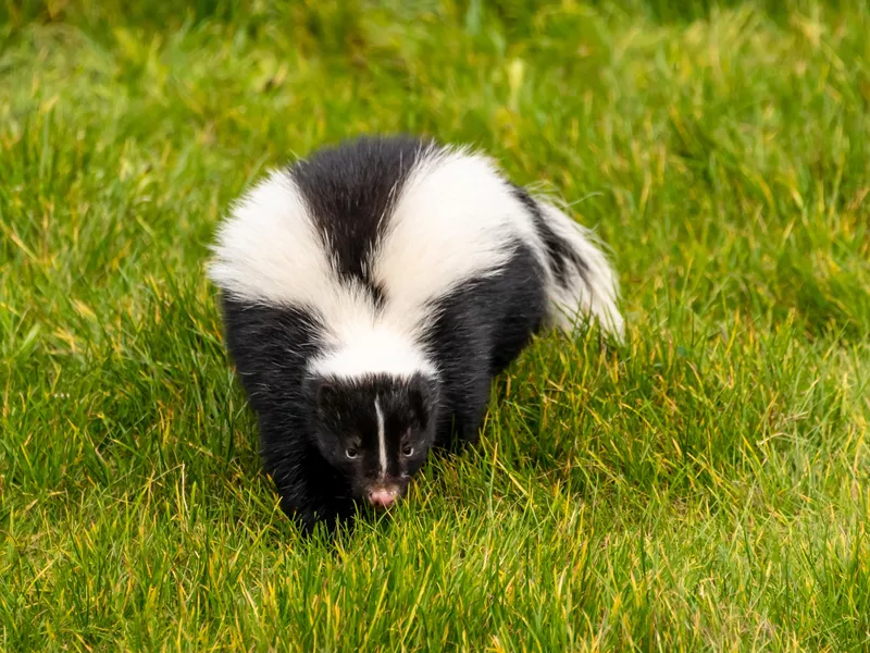 Adult skunk in grass