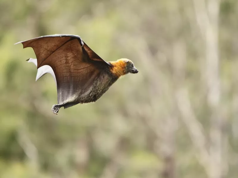 Flying Fox