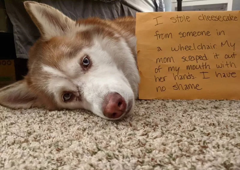 Husky laying on the ground