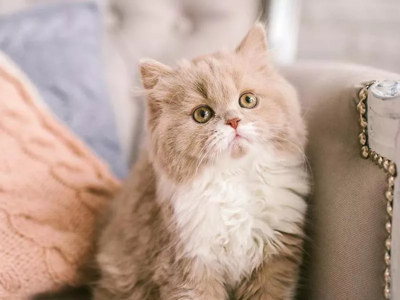 Selkirk Rex cat