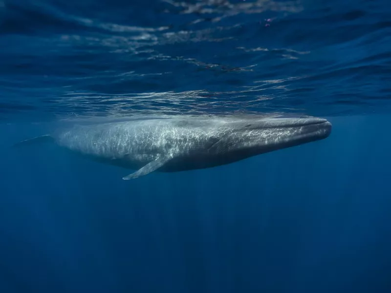 Blue Whale
