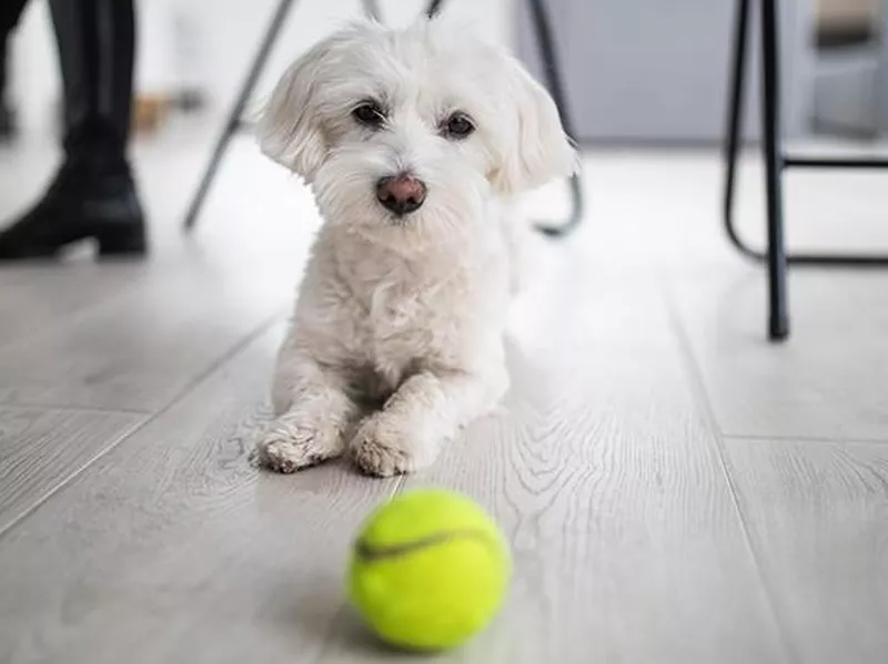 Maltese