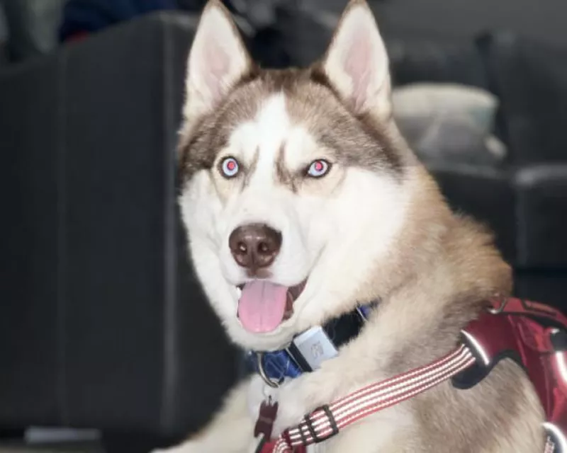 Panting Husky named Remington