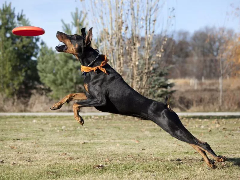 Doberman pinscher