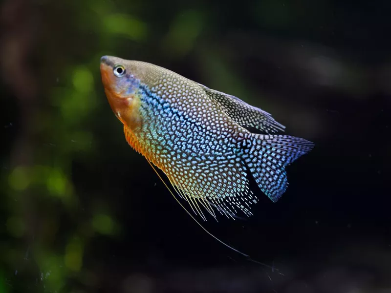 Pearl gourami (Trichopodus leerii)