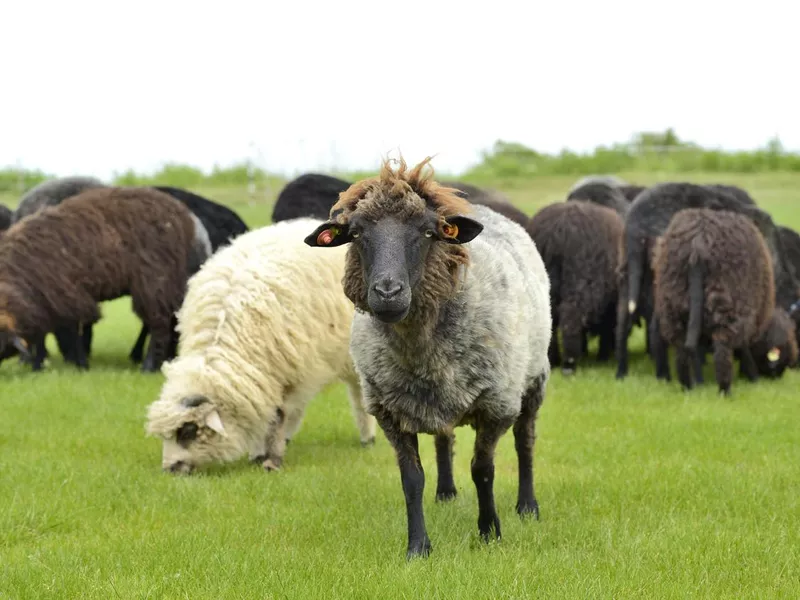 The leader of the herd standing out