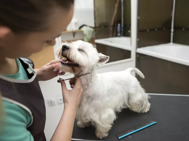 West highland white terrier getting new haircut at groomer