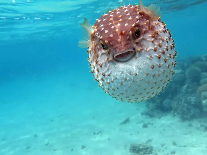 Fish hedgehog. Yellow-spotted cyclicht - grows up to 34 cm, feeds on crustaceans and molluscs. In case of danger, it takes the form of a ball, bristling spines.