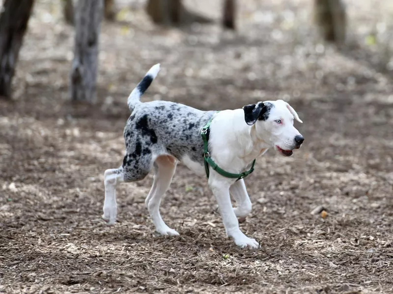 American leopard playing in the park