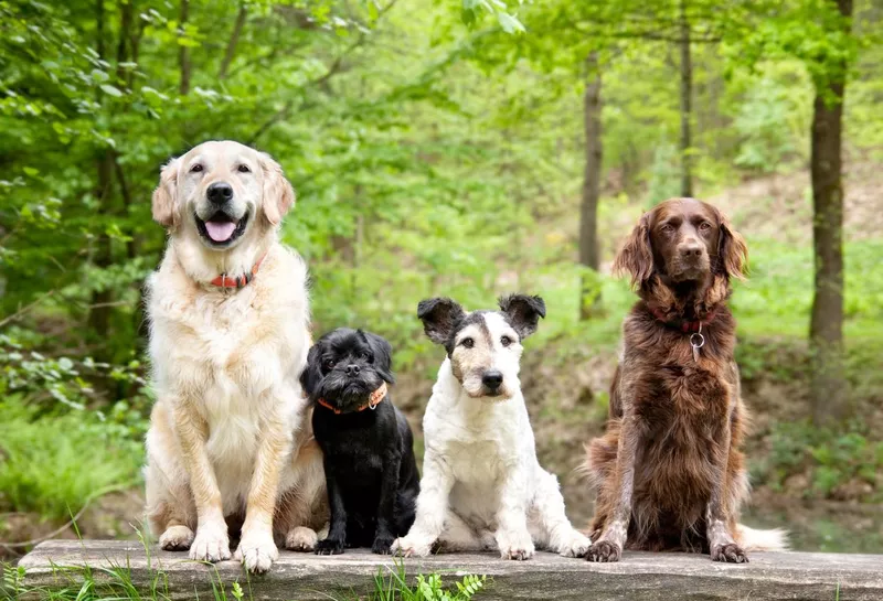 Assortment of dog breeds