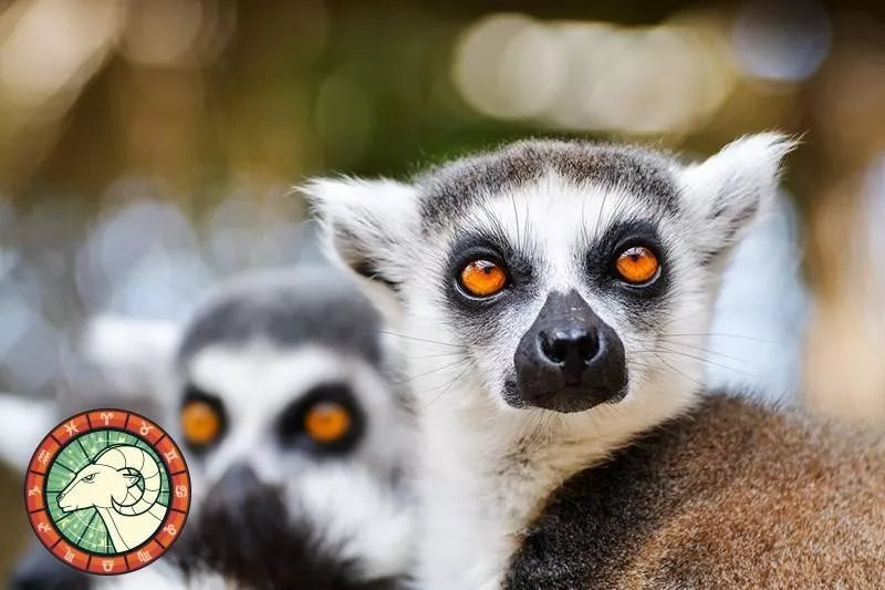 Lemur