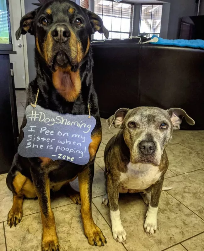 Guilty dogs