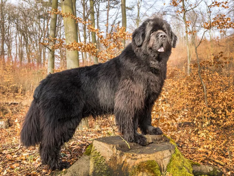 Newfoundland dog breed
