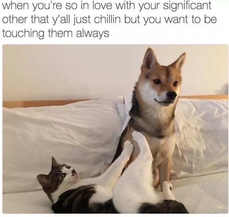 cat touching dog with all legs