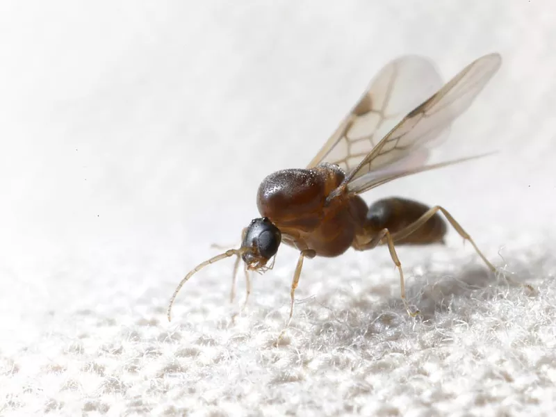 Drone Ant