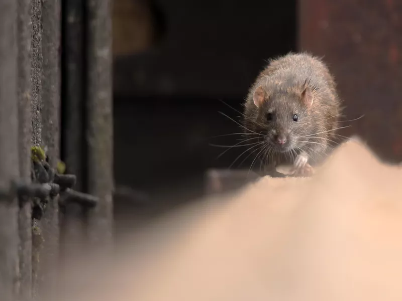 Brown rat