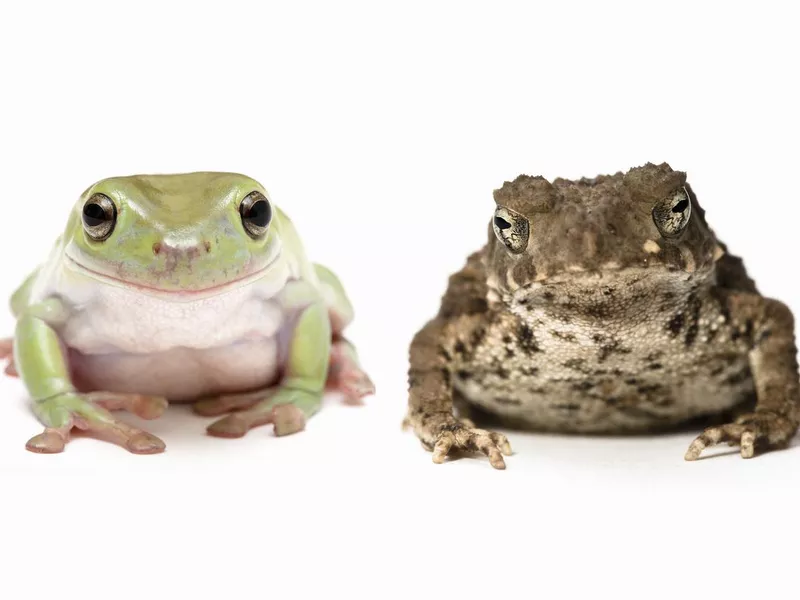 Frog vs. Toad