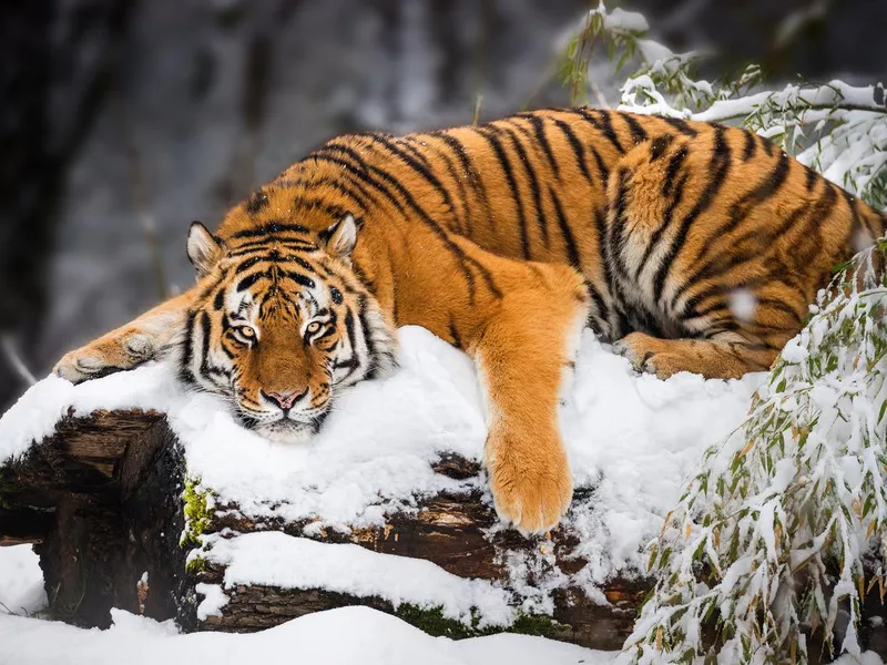 Tiger in Snow