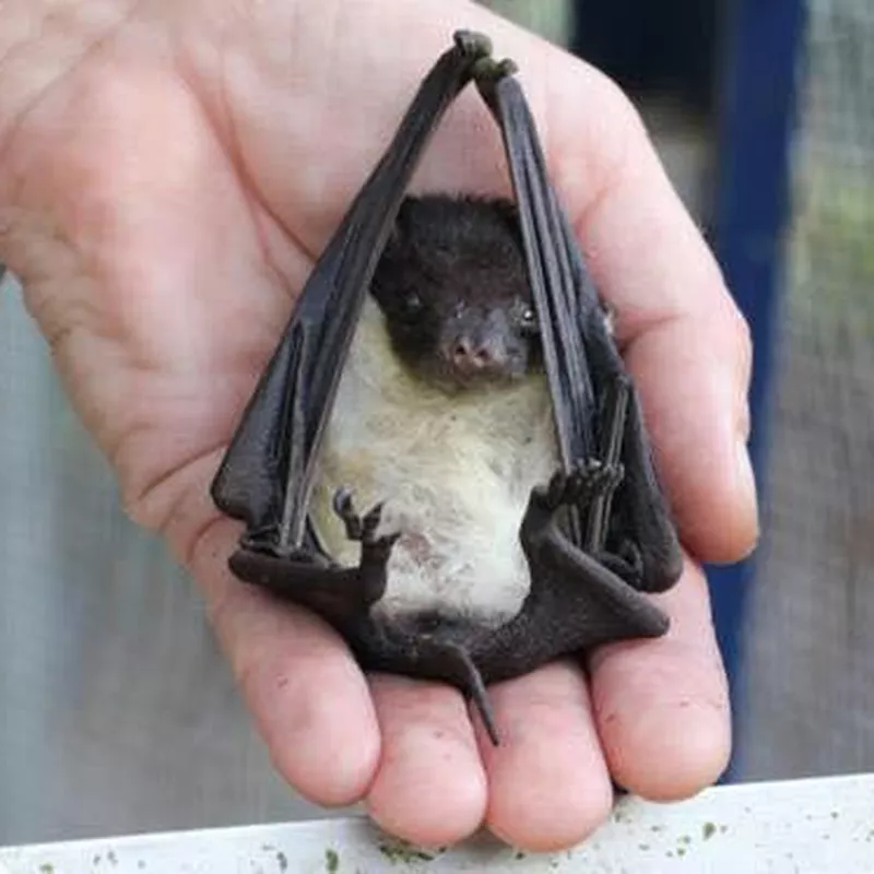 Baby bat in a man's palm