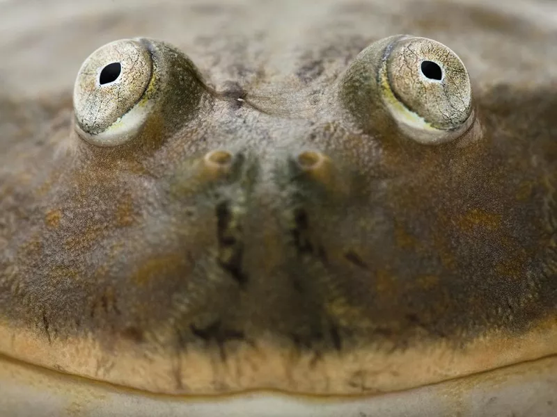 Budgett's frog