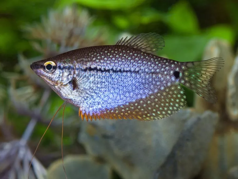 Pearl gourami
