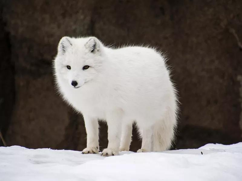 Arctic Fox