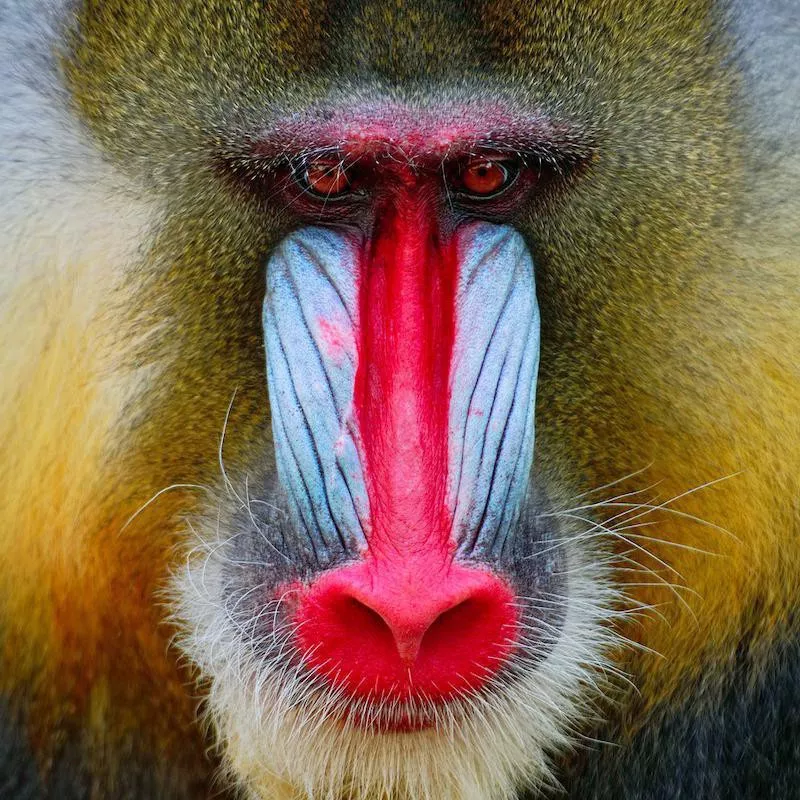 Mandrill