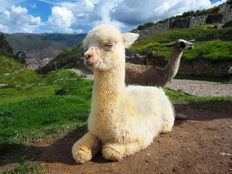 Baby llama in Peru