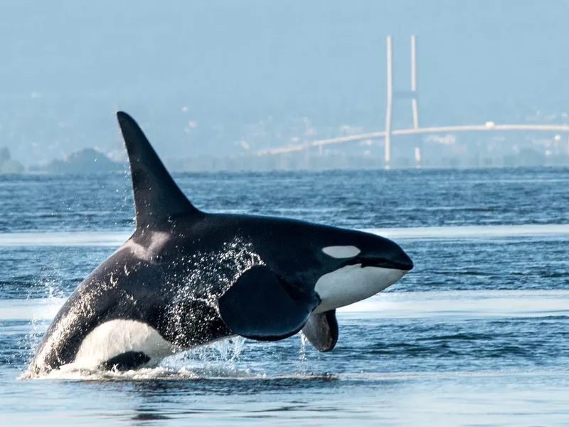 Orca breaching in Vancouver Harbor
