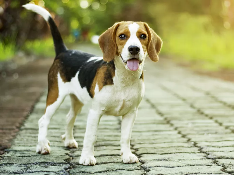 Beagle