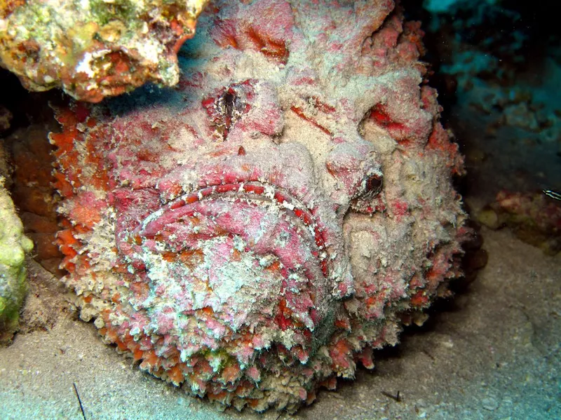 Stonefish