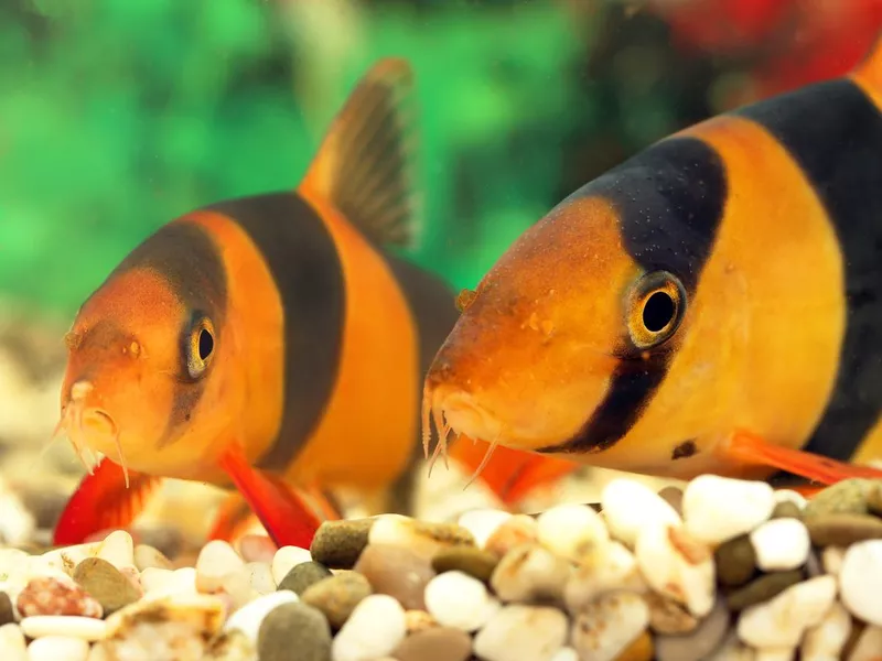 Clown Loaches