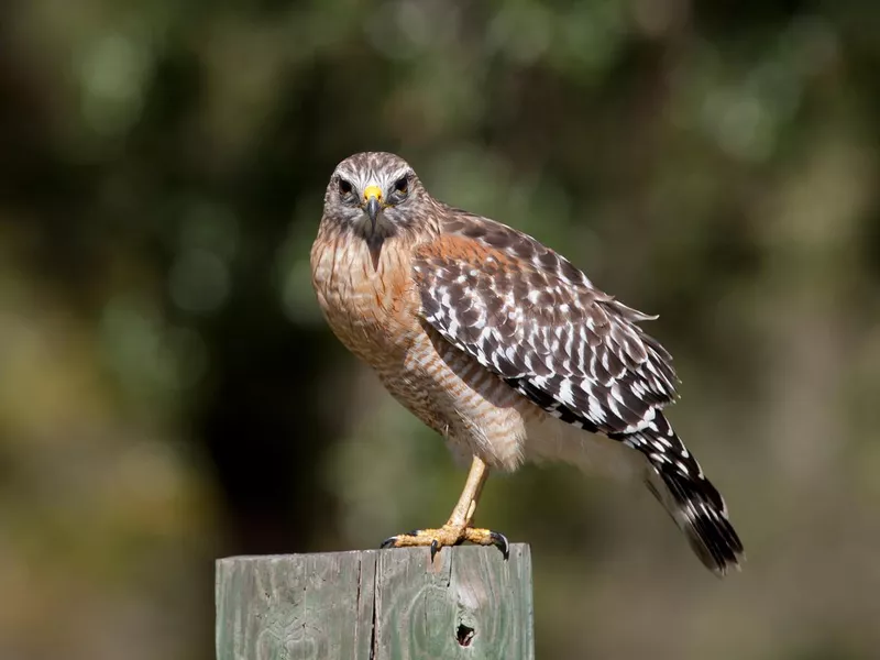 Red-Shouldered Hawk
