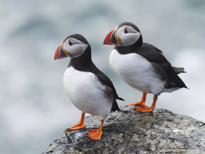 Pair of Atlantic Puffins
