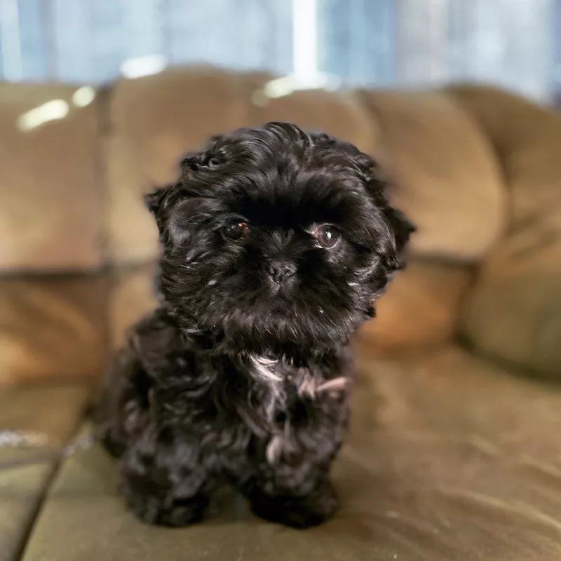 Cute Little Shih Tzu on the Couch