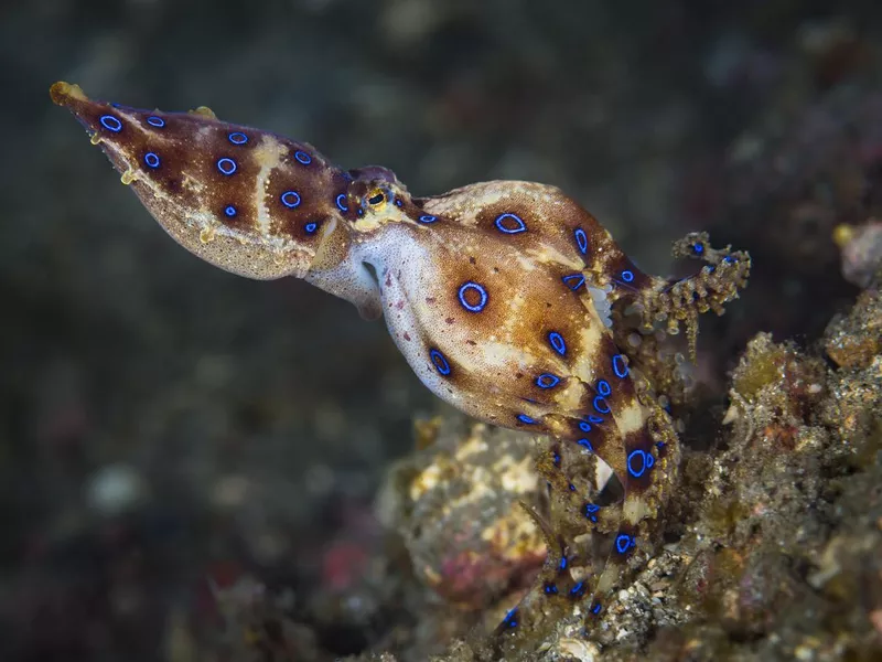Blue Ring Octopus, female carrying eggs