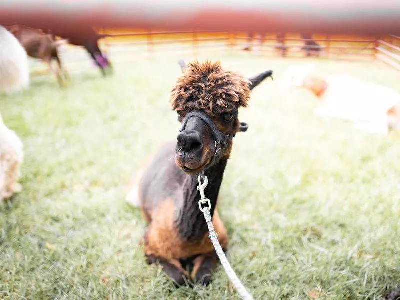 Llama in a meadow