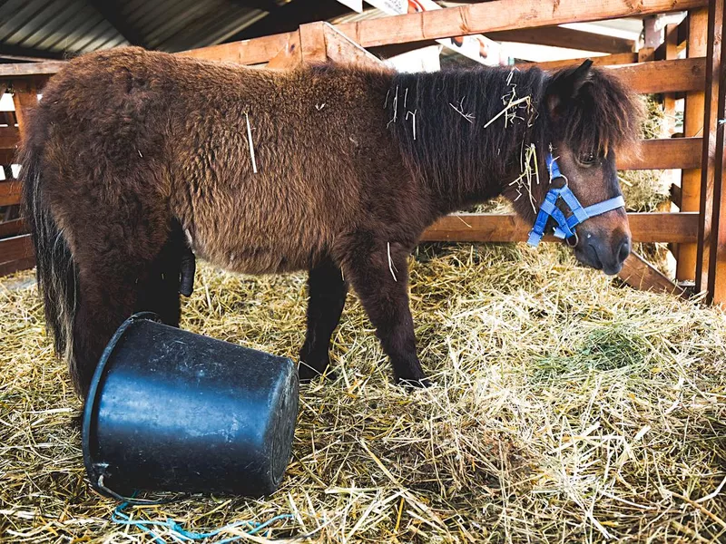 Farm Animals Brown pony